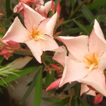 Nerium oleander zalm roze
