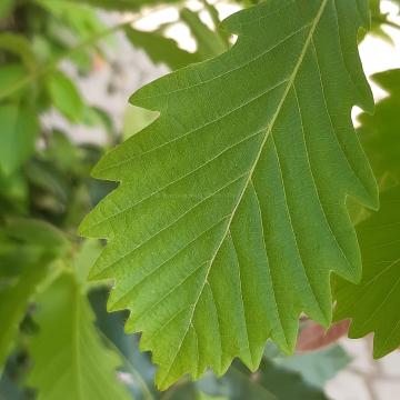 Quercus mongolica (from seed)